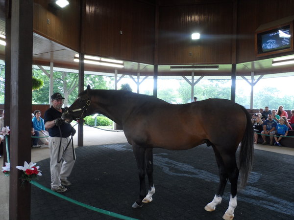 Cigar race horse , won 16 races in a row and won over ten million in prize