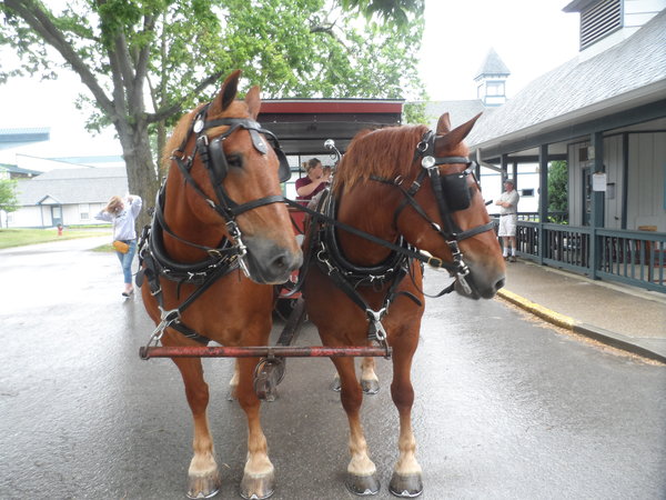 we had wonder ride on the wagon around the park  :)