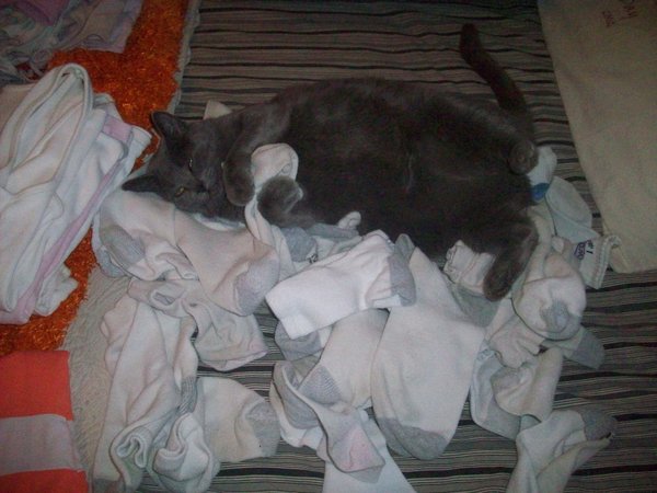 my wife's fat cat Natasha (a Russian blue) helping with laundry