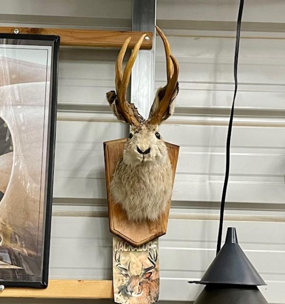 Jackalope.jpg